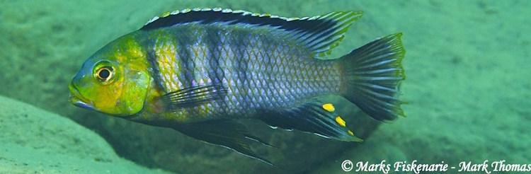 'Ngwasi' Petrotilapia genalutea 'Ngwasi'